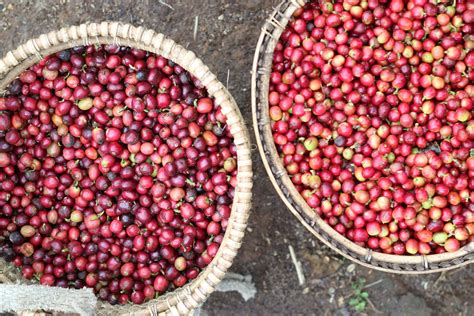 coffeephile sejarah awal kopi arabika semendo