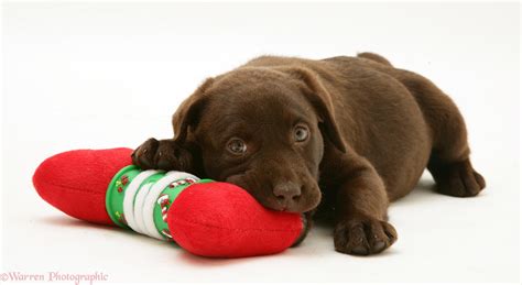 Dog Chocolate Labrador Retriever Pup Photo Wp23213