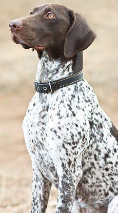 german shorthaired pointers whats good  bad  em