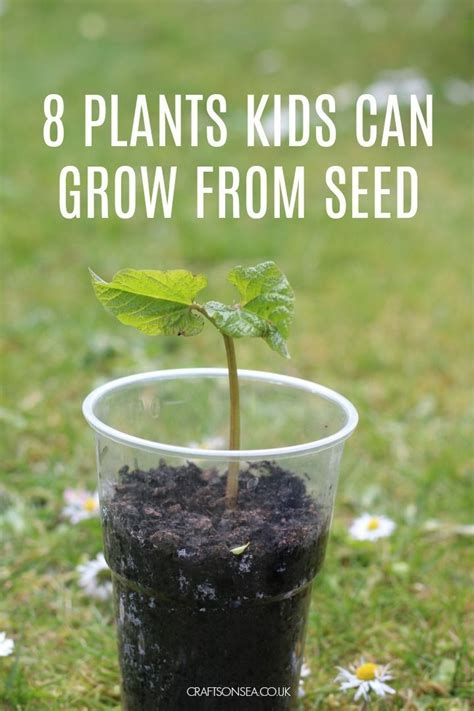 8 Easy Plants Kids Can Grow From Seed Growing Seeds Seed Planting