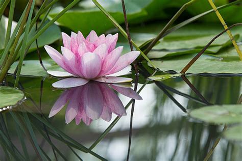 Find the perfect lotus flower stock photo. Royalty Free Water Lily Pictures, Images and Stock Photos ...