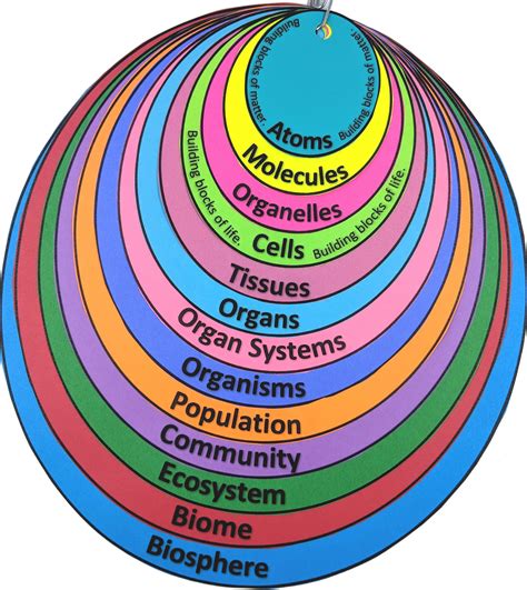 Levels Of Organization From Atoms To Biosphere Interactive Note