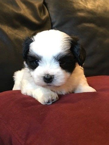 Click here to view our cutest havanese puppies and learn how you can add one to your family! Havanese puppy for sale in LAKE ORION, MI. ADN-49962 on ...