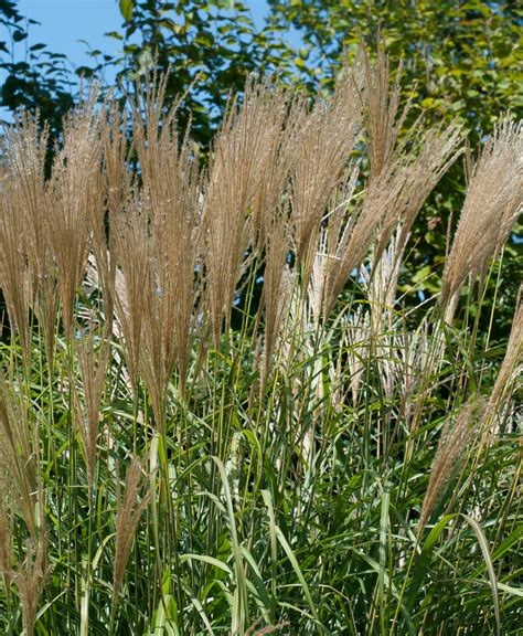 Calamagrostis × Acutiflora ‘avalanche Feather Reed Grass