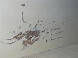 Pictures of Termite Damage Sheetrock