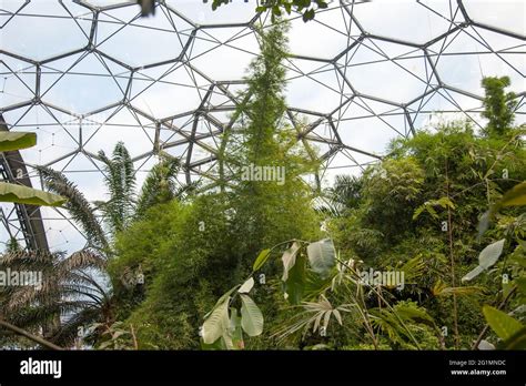 The Eden Project Rainforest Biome Cornwall Uk May 2021 Stock Photo Alamy