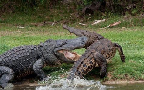 Huge American Alligator Vs American Crocodile Pics