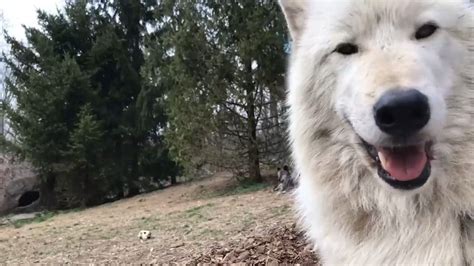 Wonderfully Wild Howls Wolves Across The World Howl In 21 Different