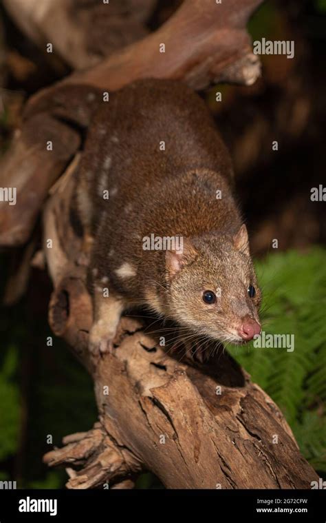 Closeup Of A Cute Tiger Quoll Also Known As Spotted Tail Quoll