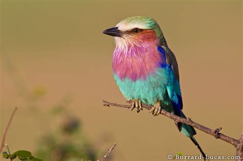 Lilac Breasted Roller Roller Lilac