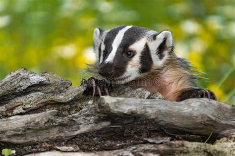 North American Badger Taxidea Taxus Peers Over Tog Of Log Summer Stock
