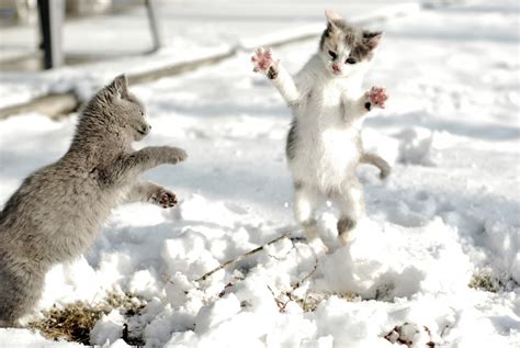 Wallpaper Portrait Pet Cats Snow Playing Motion Cute Cat Fun