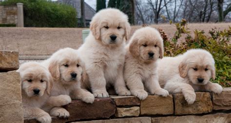 These loyal, sociable dogs are excellent with children and the golden retriever, an exuberant scottish gundog of great beauty, stands among america's most popular dog breeds. Texas Golden Retriever Breeder, puppies available Summer ...