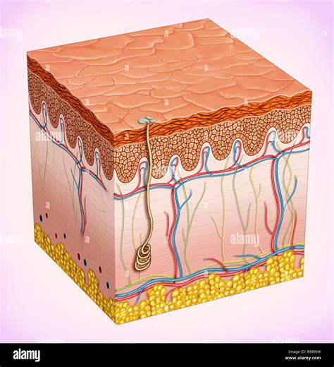 Cell Epidermis Layers Epidermis Structure Human Stock