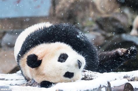 Pandas Roll And Tumble As They Enjoy The First Now In Hangzhou 6
