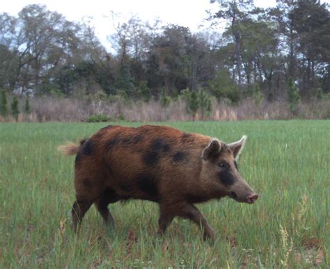 Over 5 million acres of public land have been designated as wildlife like what we have said earlier, there are also privately owned properties in florida where you can experience hog hunting. Village of Fenney resident worried about wild hogs ...