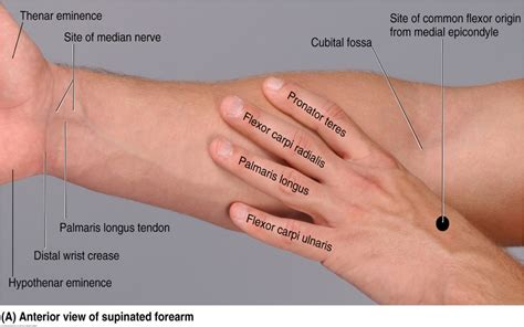 Muscles Of The Forearm And Hand Flashcards Easy Notecards