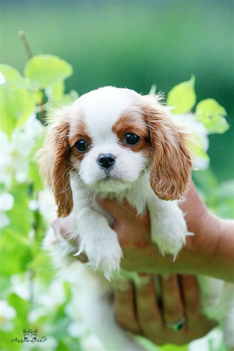 King Charles Cavalier Spaniel Puppy Cute Baby Animals Cavalier Puppy