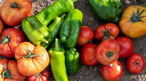 Can You Plant Tomatoes And Peppers Together As Companion Plants