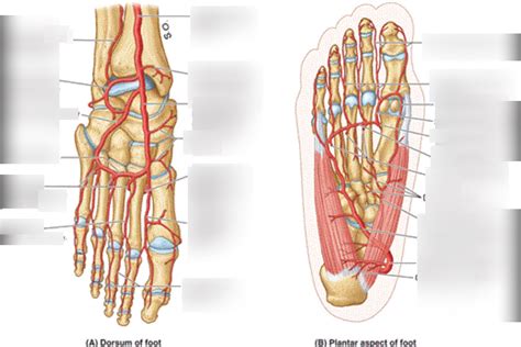 Foot Arteries Diagram Arterial Supply Of The Lower Limb Medical Images