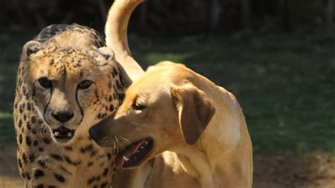 Unusual Animal Friendships Absolutely Adorable Youtube