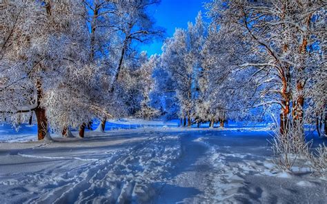Nature Landscapes Trees Forest Path Trail Foot Prints Hdr Blue Winter