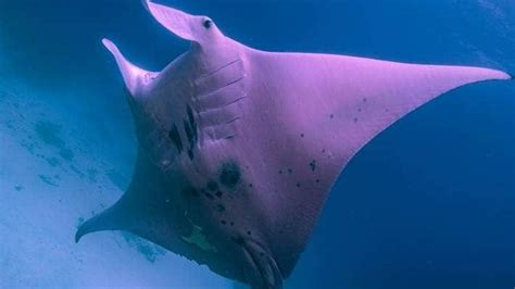 Thats Great Scientists Are Baffled By A Pink Coloured Manta Ray That