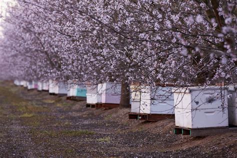 They like bottom heat of about 70ºf (21ºc). Life of a Beekeeper: Almond Bloom and Beyond