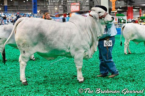 Championship Brahman Cattle From Brc Br Cutrer Inc