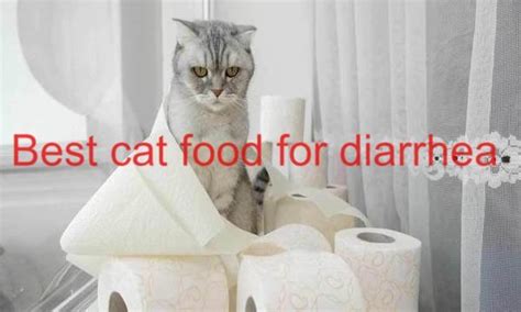 The Best Cat Foods For Diarrhea In 2024 Latest Guide