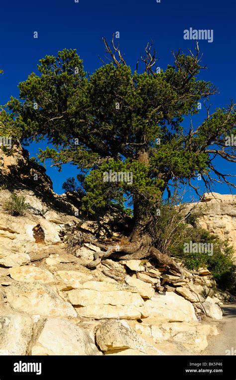 Tree Growing On The Edge Of Grand Canyon Arizona Usa Stock Photo Alamy