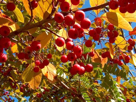 They are best known for their spectacular display of magnificent blooms in spring and colorful fall fruit. 'Robinson' Crabapple fall color and showy berries ...