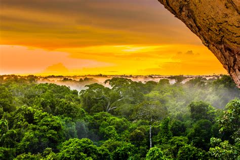 The 10 Largest Rainforests In The World •