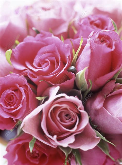 Download bunch of flowers stock vectors. Bunch of roses - Stock Image - B865/0039 - Science Photo ...