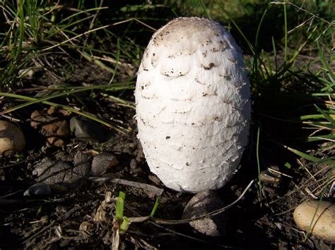 Wild Edible Mushrooms Of Alberta