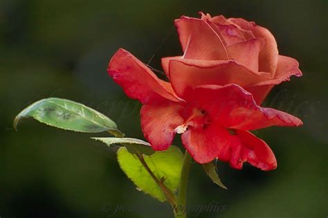 Romantic Red Rose By Pbauerphotographics On 500px Red Roses Rose