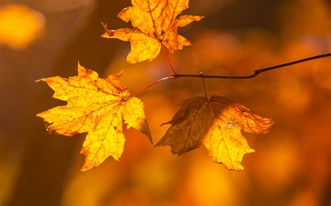 Autumn Leaves In Tree Wallpaper 4k Hd Id9044