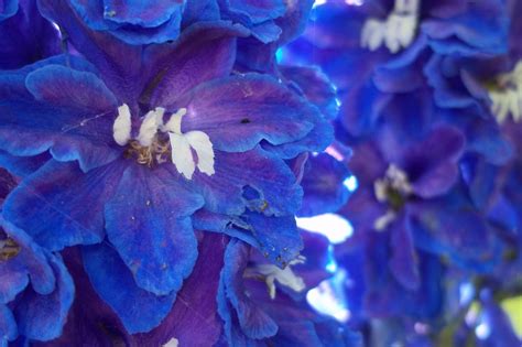 Blue Flowers Types And Pictures Best Flower Site