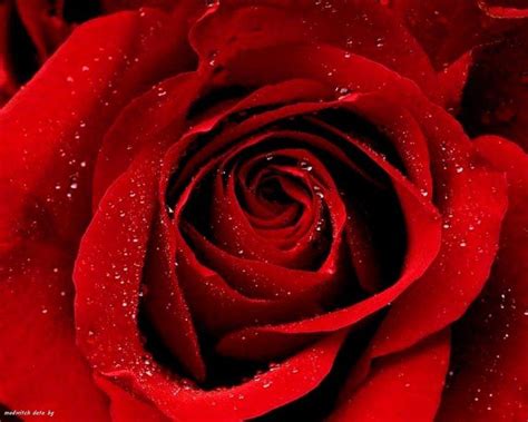 Red Roses Most Popular Rose Rose Wallpapers Beautiful Rose Red