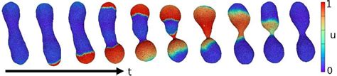 Color Online Sequential Snapshots Of A Vesicle Under Coupling With A