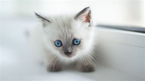 Download Wallpaper 3840x2160 Burmese Cat Kitten Cute Pet Glance 4k