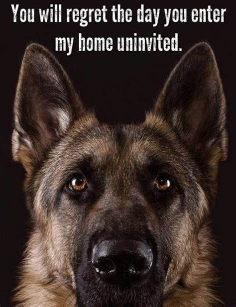 My role is the shepherds role. 30+ Best German Shepherd Quotes and Sayings - Page 2 - The Paws