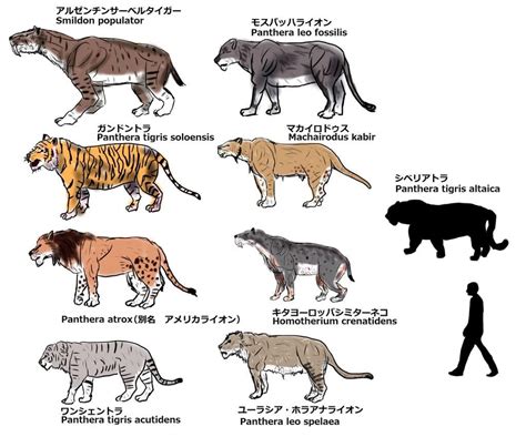 Big Cat Ancestors Prehistoric Animals Extinct Animals Megafauna