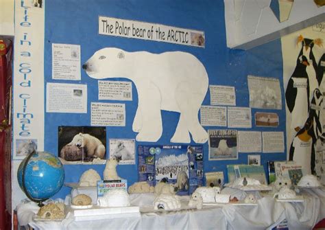 Polar Bear Of The Arctic Classroom Display Photo Photo Gallery Sparklebox Classroom