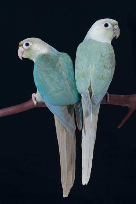 Affectionate and very sociable, the parakeet of molina is a very pleasant bird to live. Green-cheeked Conures - Avian Resources