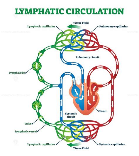 Circulation Of Lymph Flow Chart