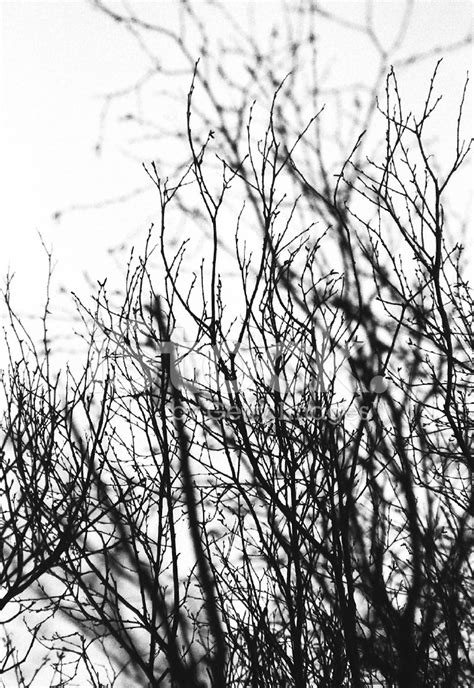Tree Branches Stock Photo Royalty Free Freeimages