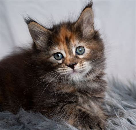 When Does A Maine Coon Kitten Become An Adult Cat Nayturr