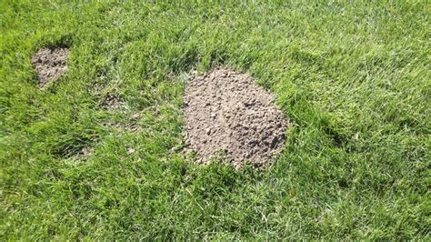 How To Control Gophers What Do Gopher Holes Look Like Gopher