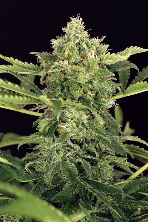 Maximum discount applied to the mango woman collection. Mango Cream Auto Feminised Seeds da Exotic Seeds ...